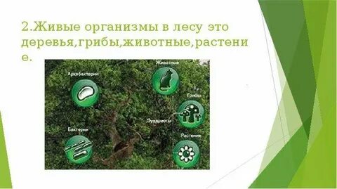 Организмы составляющие лесное сообщество