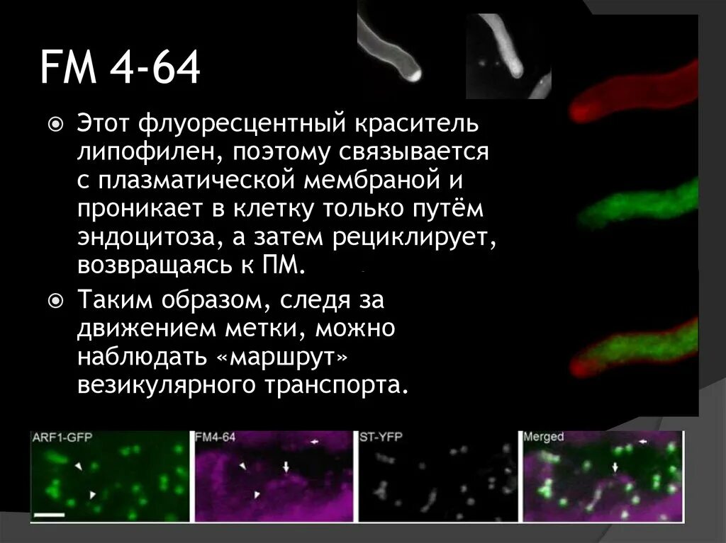 Красители флуоресцентные красители особенности строения хромосом. Флюоресценция это простыми словами. Тест с флуоресцентным красителем у собак фото. Называют обладают флюоресцируют красители