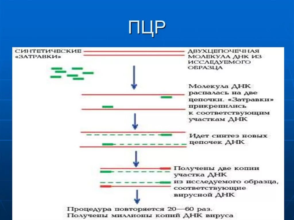 Полимеразная цепная реакция рисунок. Схема исследования методом ПЦР. Схема проведения цепной полимеразной реакции. Полимеразная цепная реакция схема.