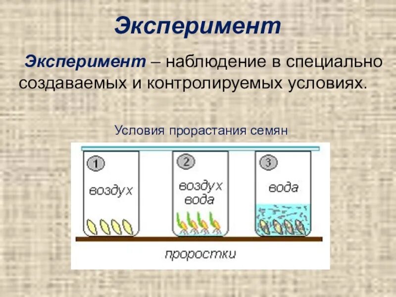 Пример эксперимента в биологии. Методы эксперимента в биологии. Опыты в биологии примеры. Метод эксперимента в биологии примеры. Методы биологического эксперимента