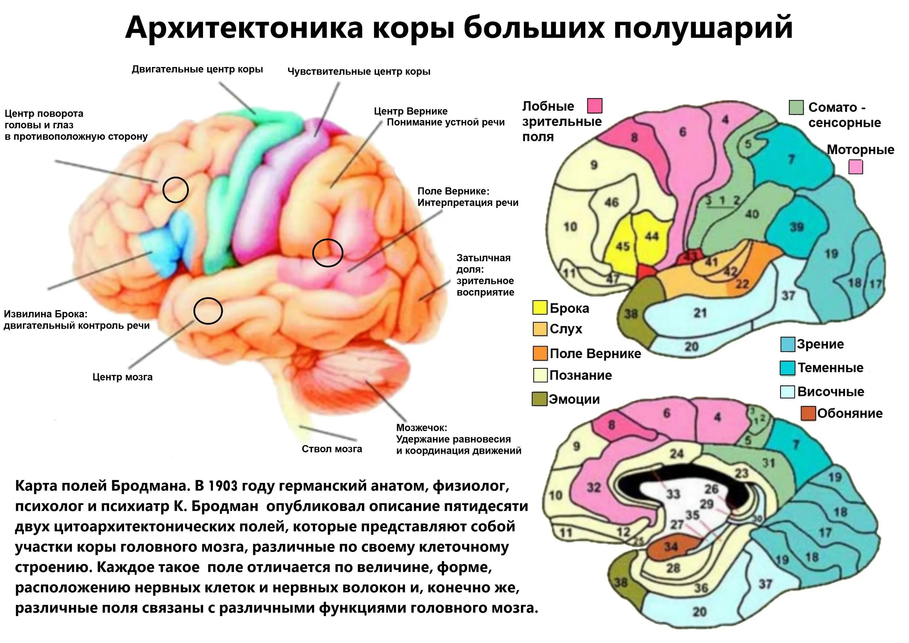 Отдел головного мозга включающий кору