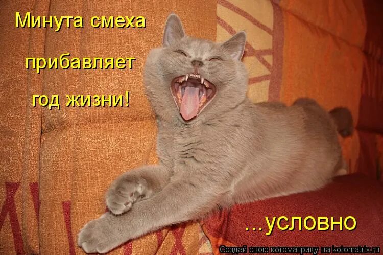 Ой смех. Кот смеется ха ха ха. Ой смех. Ржу не могу приколы. Ой не могу картинки.