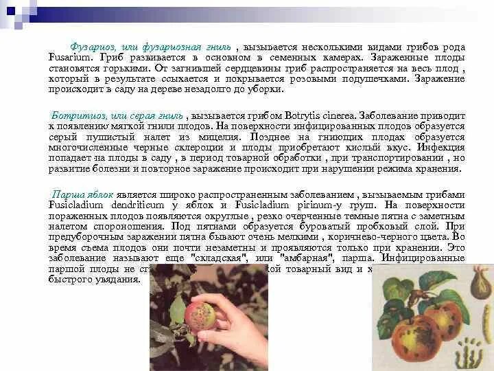 Заболевание овощей и фруктов. Фузариозная гниль яблони. Фузариозная гниль томата на плоде. Фузариоз или фузариозная гниль у орхидей.