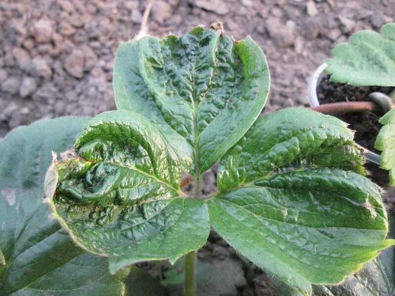 Фитофтороз петунии. Бурая пятнистость земляники. Бурая пятнистость садовой клубники. Земляника болезни листьев. Бурая пятнистость листьев клубники.