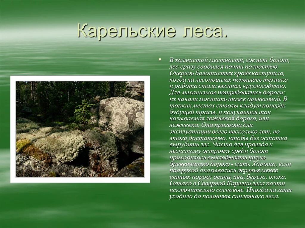 Сообщение о карелии. Животный мир карелии презентация. леса карелии презентация. растительный мир карелии презентация. животные и растения карелии презентация.