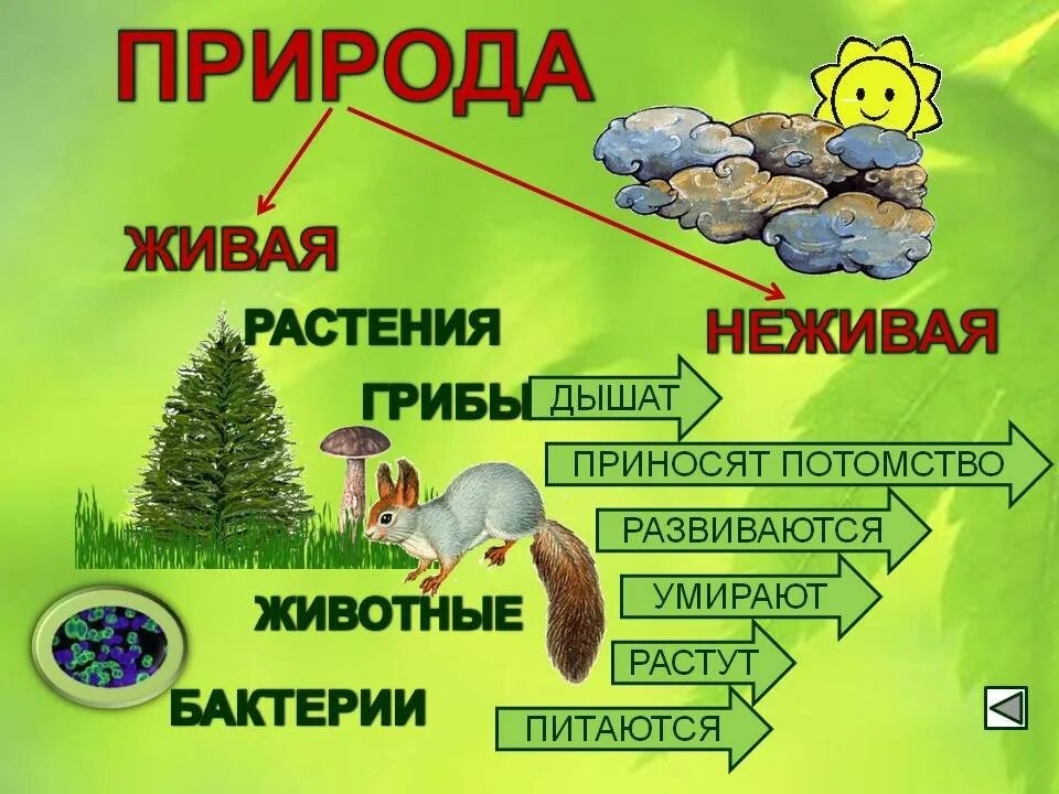 Состав растений и животных