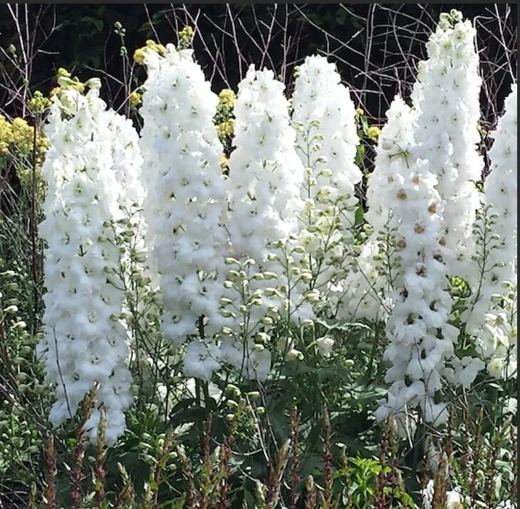 Дельфиниум фонтан. Дельфиниум magic fountain white. дельфиниум pure white. дельфиниум маджик фонтейн. дельфиниум delphinium ’magic fountains pure white&#039;.