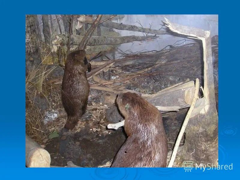 Впадает ли бобр в спячку зимой. Животные заготавливают корм на зиму. Бобры в спячке. Бобр заготавливает на зиму. Бобер в спячке.