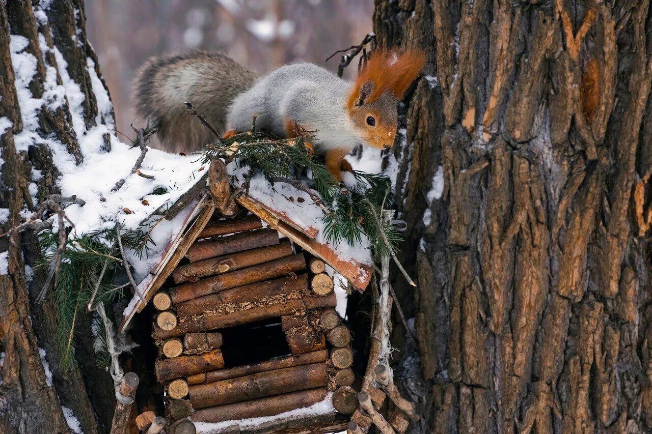 Дом зверей и птиц