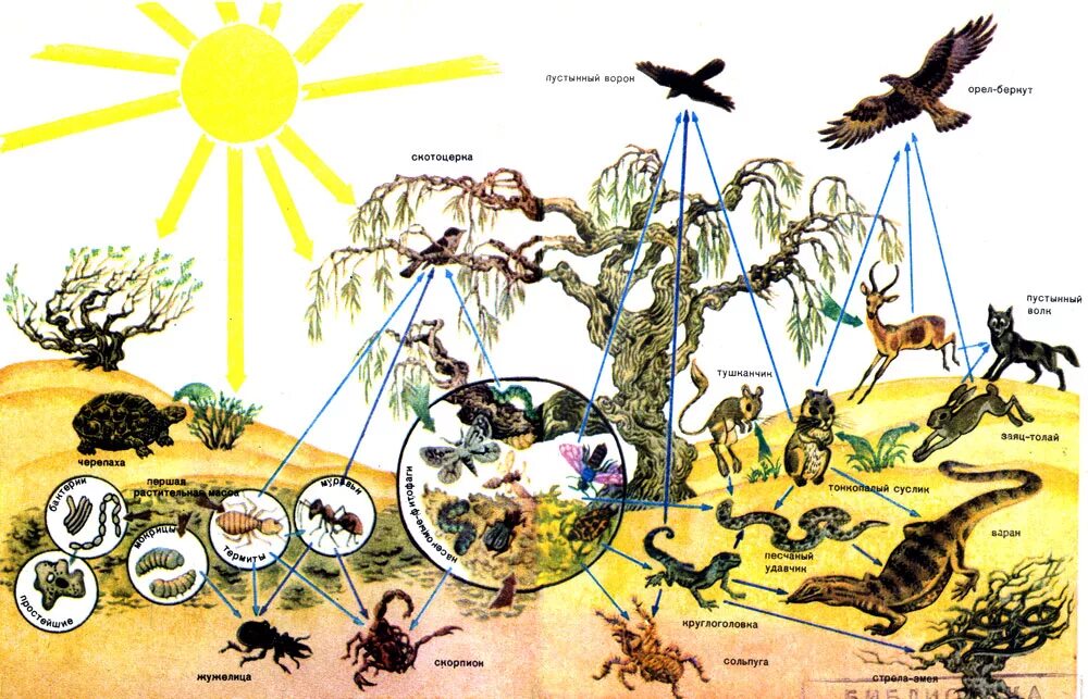 Биосфера птицы. Биогеоценоз пустыни схема. Пищевая цепь. Цепочка экосистемы. Цепочка питания в пустыне.