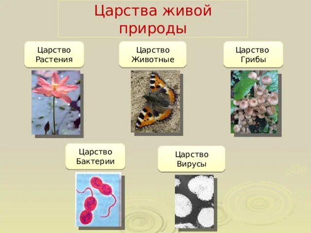 Царства природы. Царства природы и их особенности. Царства живой природы бактерии примеры организмов. Царства живой природы презентация. Чем растения отличаются от других царств живой природы.