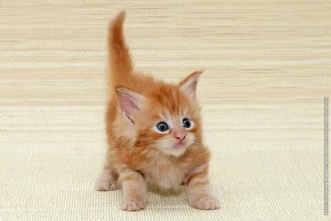 Стоить котенок