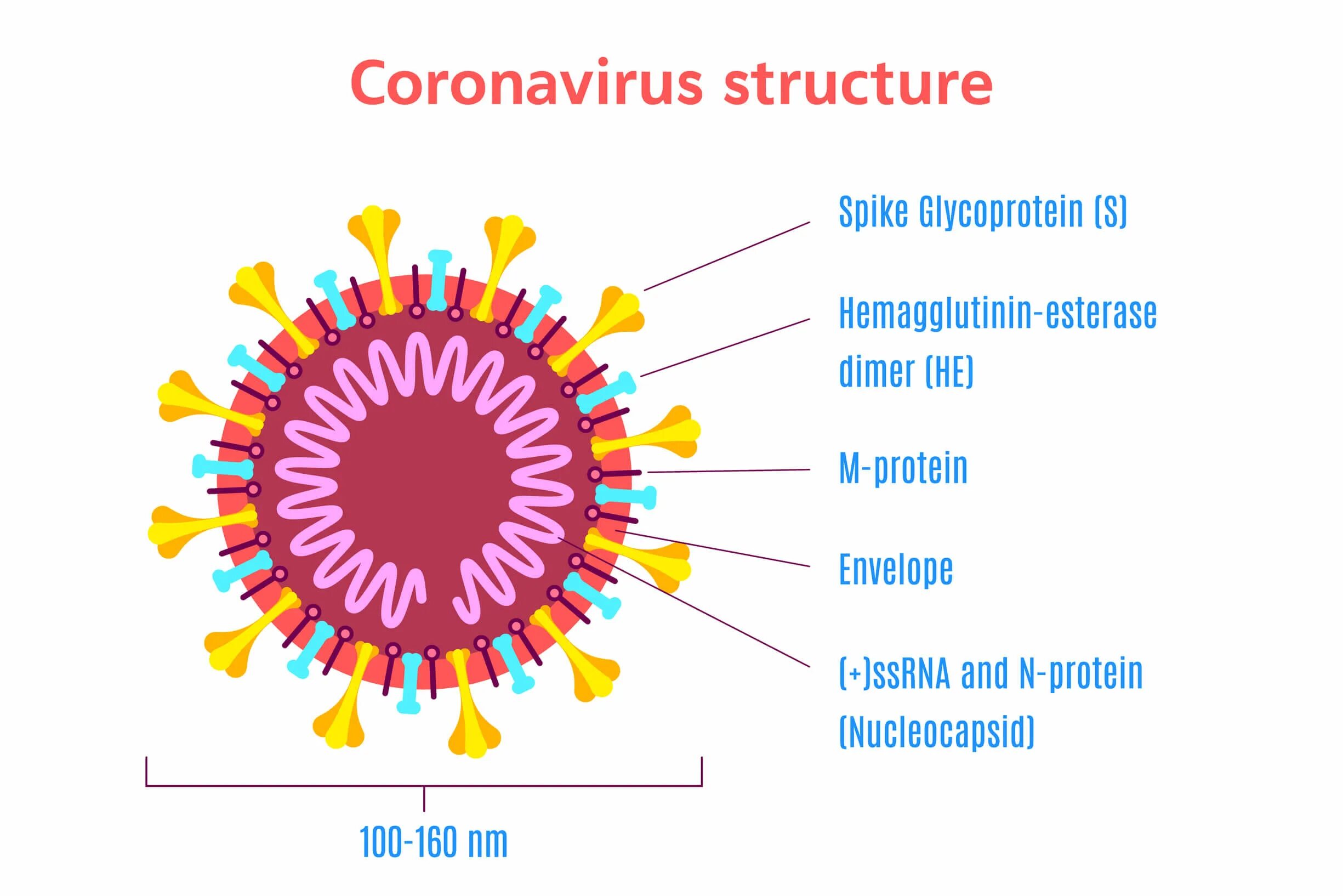 Коронавирус Вирион. Коронавирус строение вириона. Структура коронавируса. Коронавирусы структура. Коронавирус ру