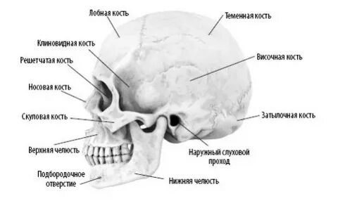 Кости черепной коробки