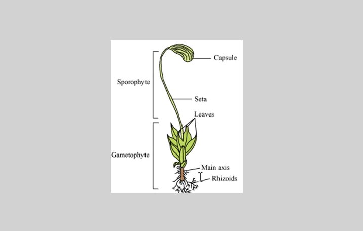 Фунария. Funaria hygrometrica. Фунария мох. Мниум фунария.