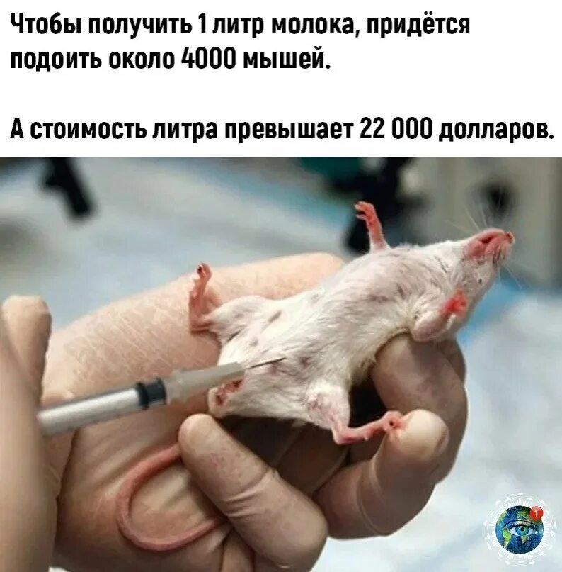 Что надо мышам