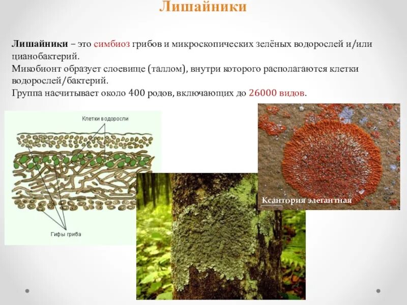 Лишайник микориза симбиоз. Состав лишайника. Лишайники симбиотические организмы. Симбиоз лишайника и водоросли. Лишайники три организма