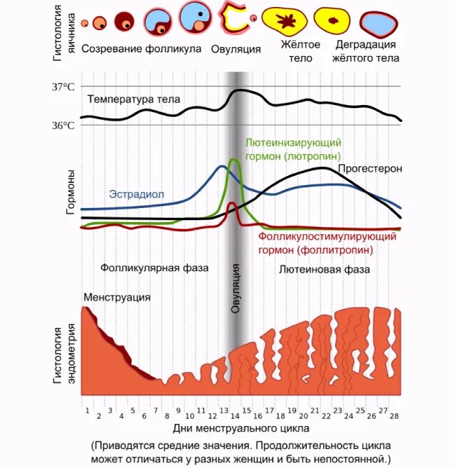 Менструальный цикл. Нормальный менструационный цикл. Нормальный женский цикл. ЛГ В дни цикла. Схема овуляции