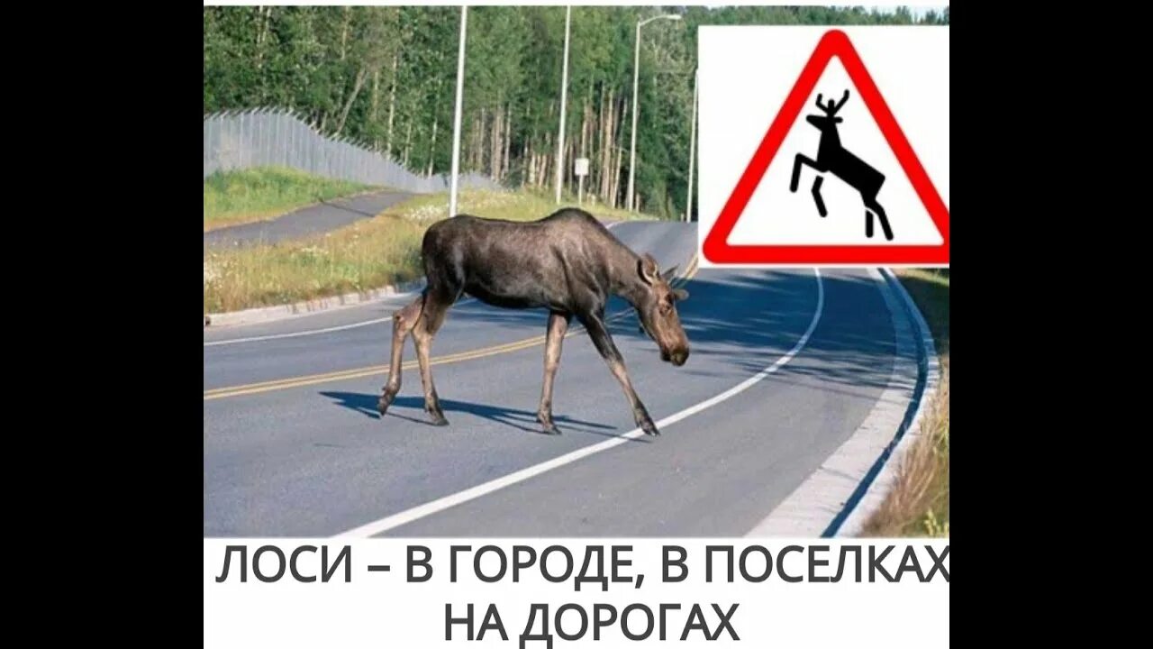 Лось ушел зато рядом раздавался. Наказание за сбитого лося. Лось ушел зато рядом раздавался. Нападение лося на машину. Лось ушел зато рядом раздавался.