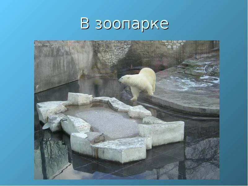 Зоопарк сообщение 2 класс. Сообщение про зоопарк в москве. московский зоопарк сообщение. московский зоопарк доклад. московский зоопарк 2 класс.