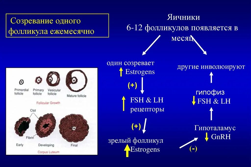 Фазы созревания фолликула. Стадии созревания фолликула. Изучите фазы созревания яйцеклетки. Созревший фолликул. Фолликулы созревают в