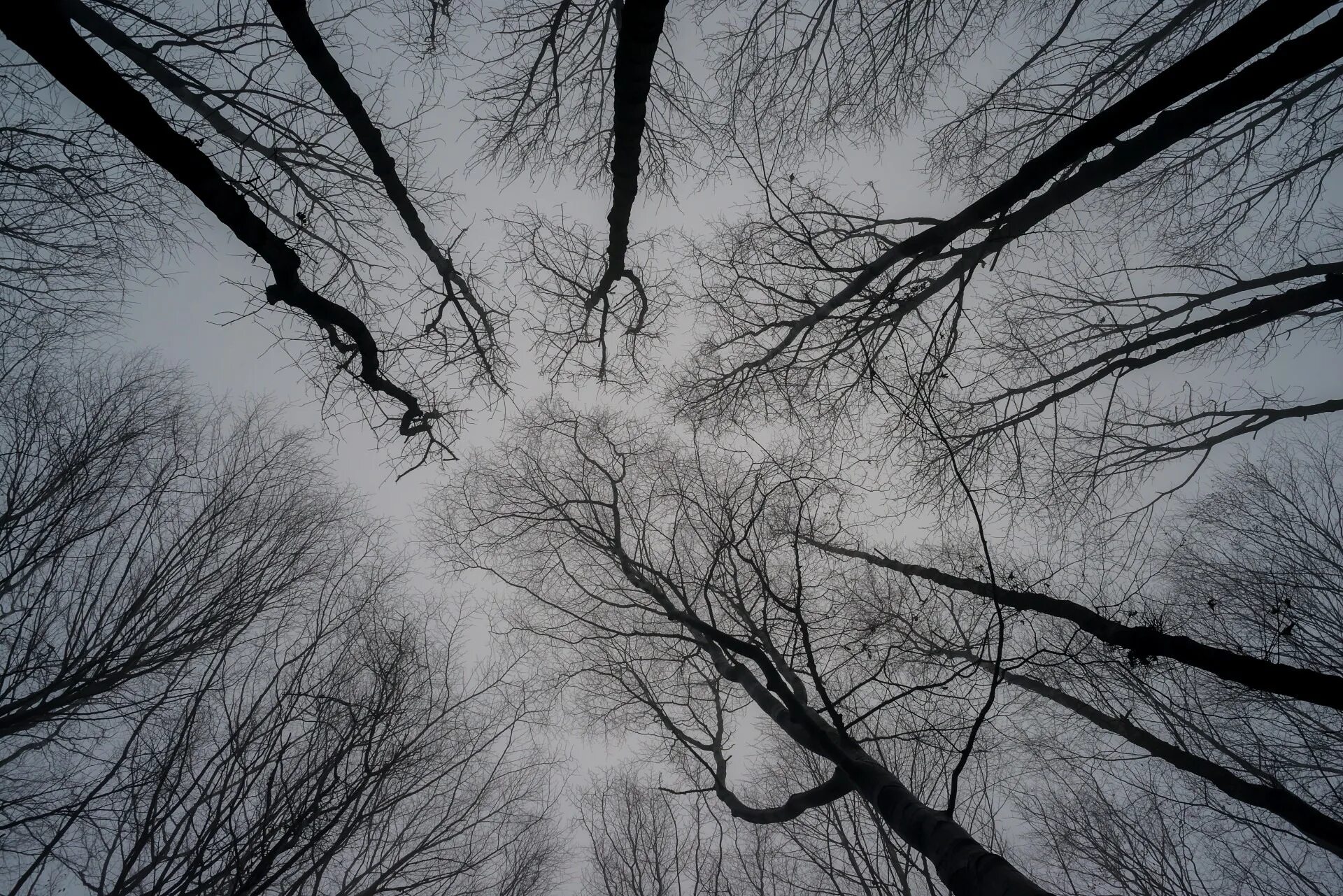 Ветвь туманного дерева. Ветки в тумане. Дерево на ветру. Голые серые деревья. Ветки деревьев на ветру.