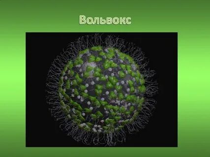 Жизнь колониальных организмов