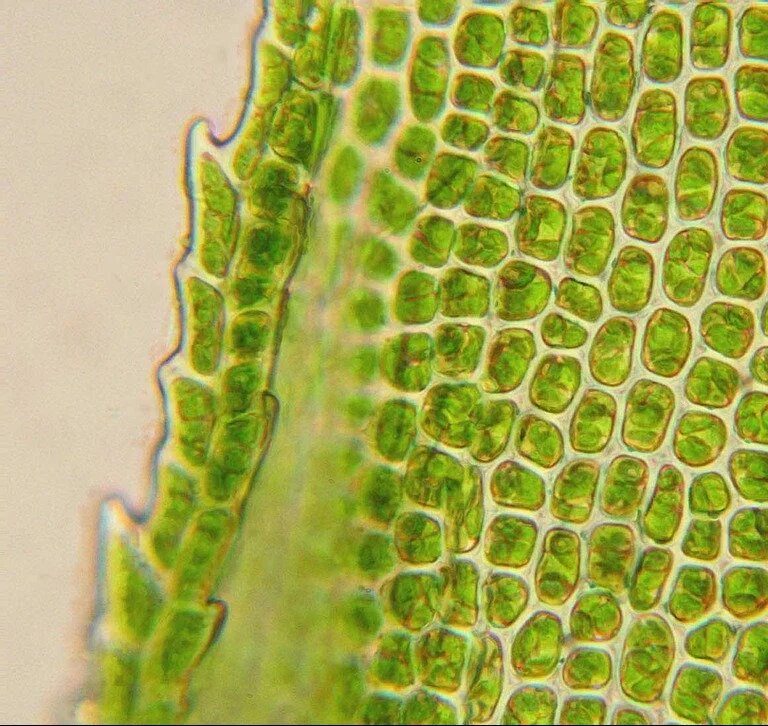 Клетки мякоти листа под микроскопом. Лист под микроскопом. Клетки растений под микроскопом. Лист алоэ под микроскопом.