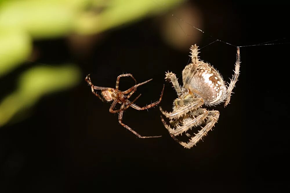Jumping Spider Jumping spider, Scary eyes, Arachnids