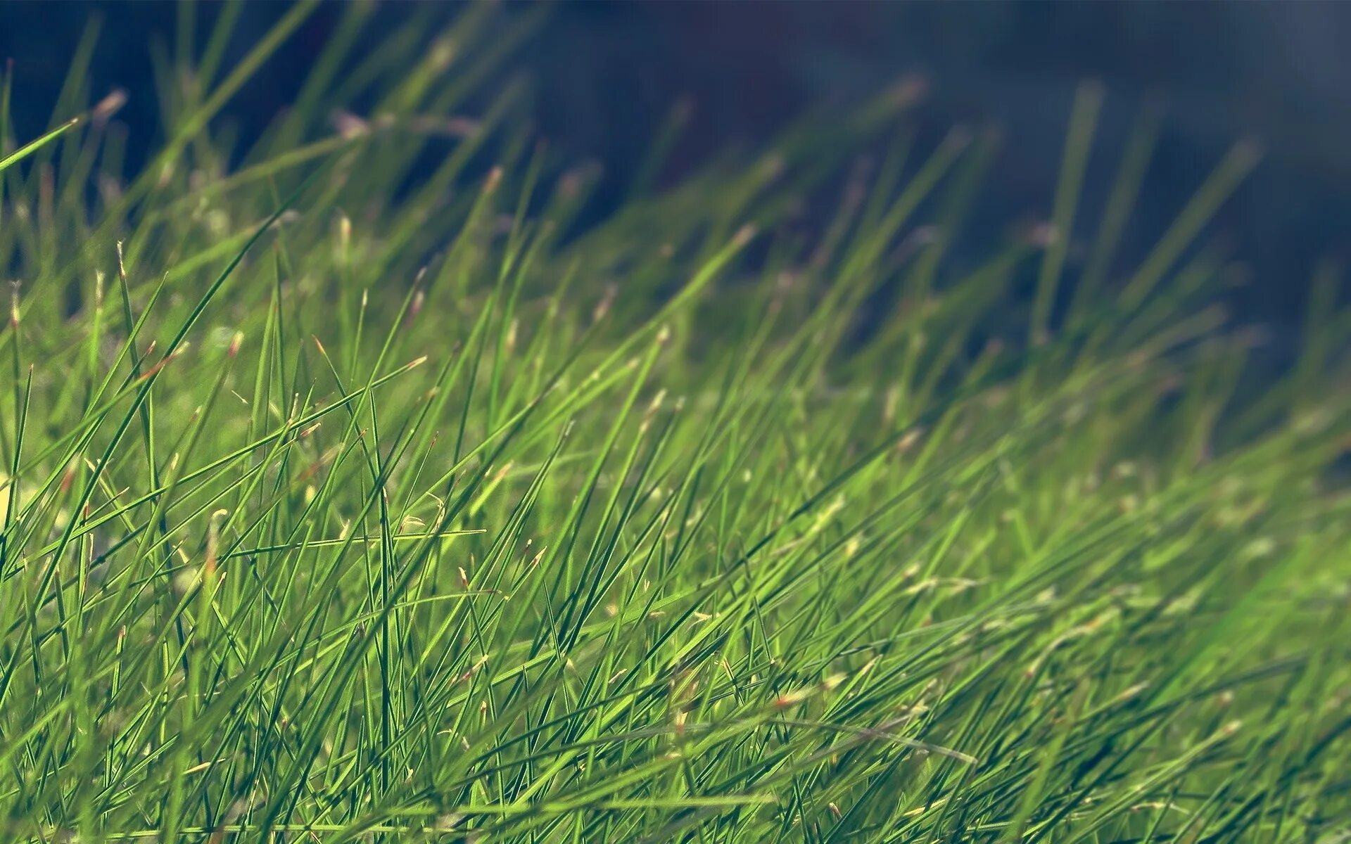 Фон перспектива. Горы. Стоун-маунтин аппалачи. Горе. Горы горный хребет на горы горная долина.