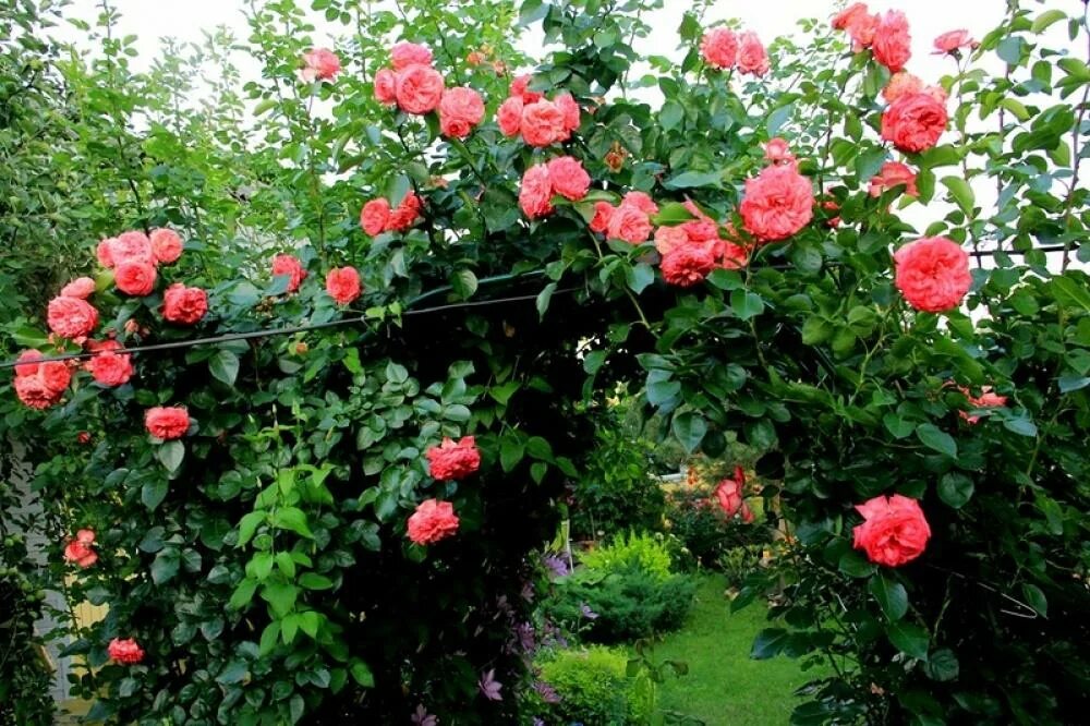 Rose antique. Rose antique. Романтик антик (romantic antike). Rose antique. Rose antique.