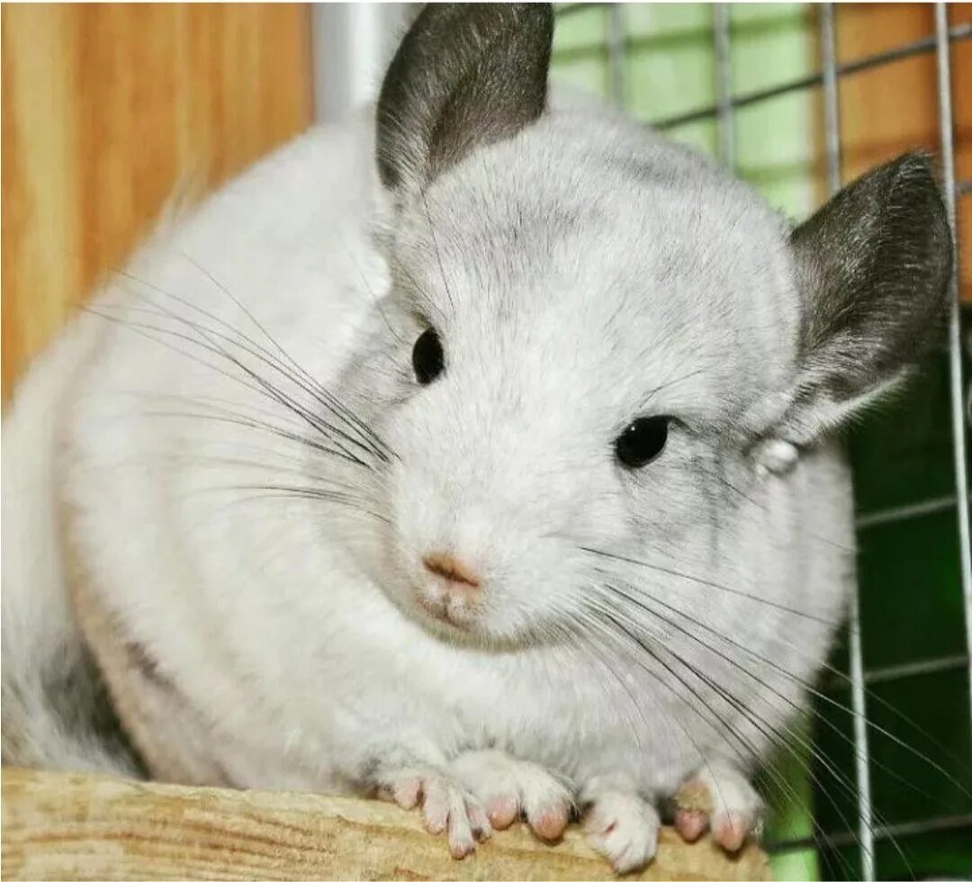 Короткохвостая шиншилла. Короткохвостая шиншилла. Белый вильсон. Длиннохвостая шиншилла. Австралийская шиншилла.