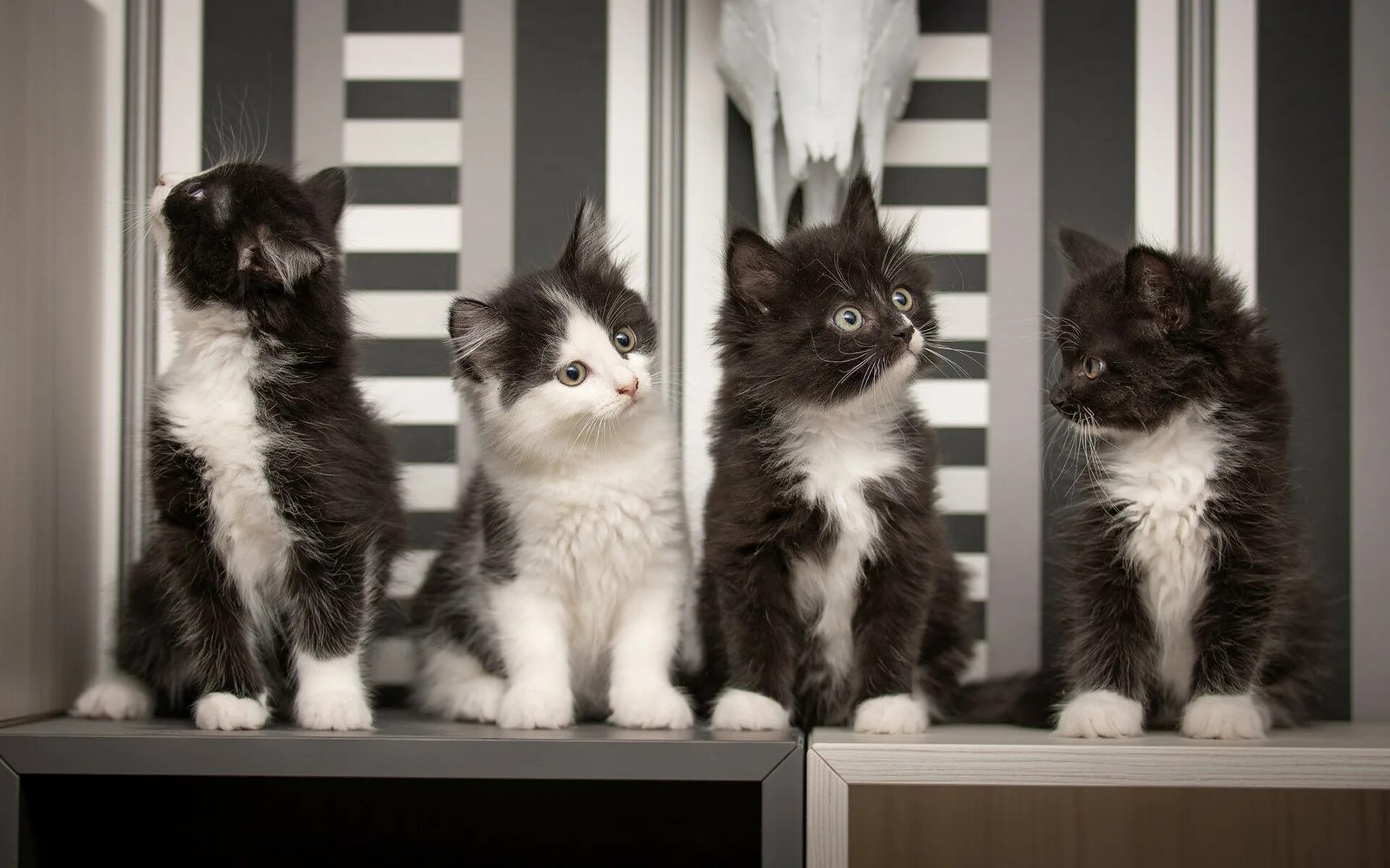 Котенок черно-белый. Котята чёрно белые. Черный и белый котенок. Черно белый кот. Черный четверо