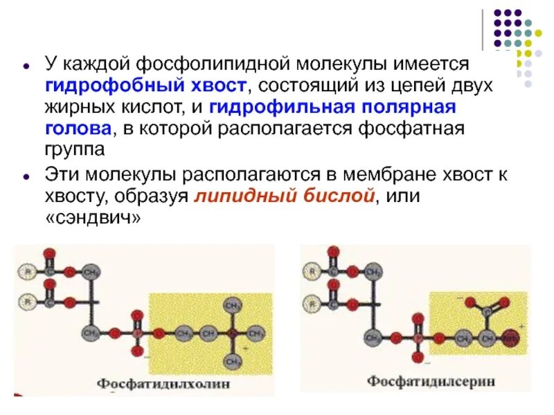 Средства гидрофильные при каких работах. Гидрофобные молекулы. Гидрофобный хвосты молекул. Гидрофильные и гидрофобные группы. Гидрофобные и гидрофильные молекулы.