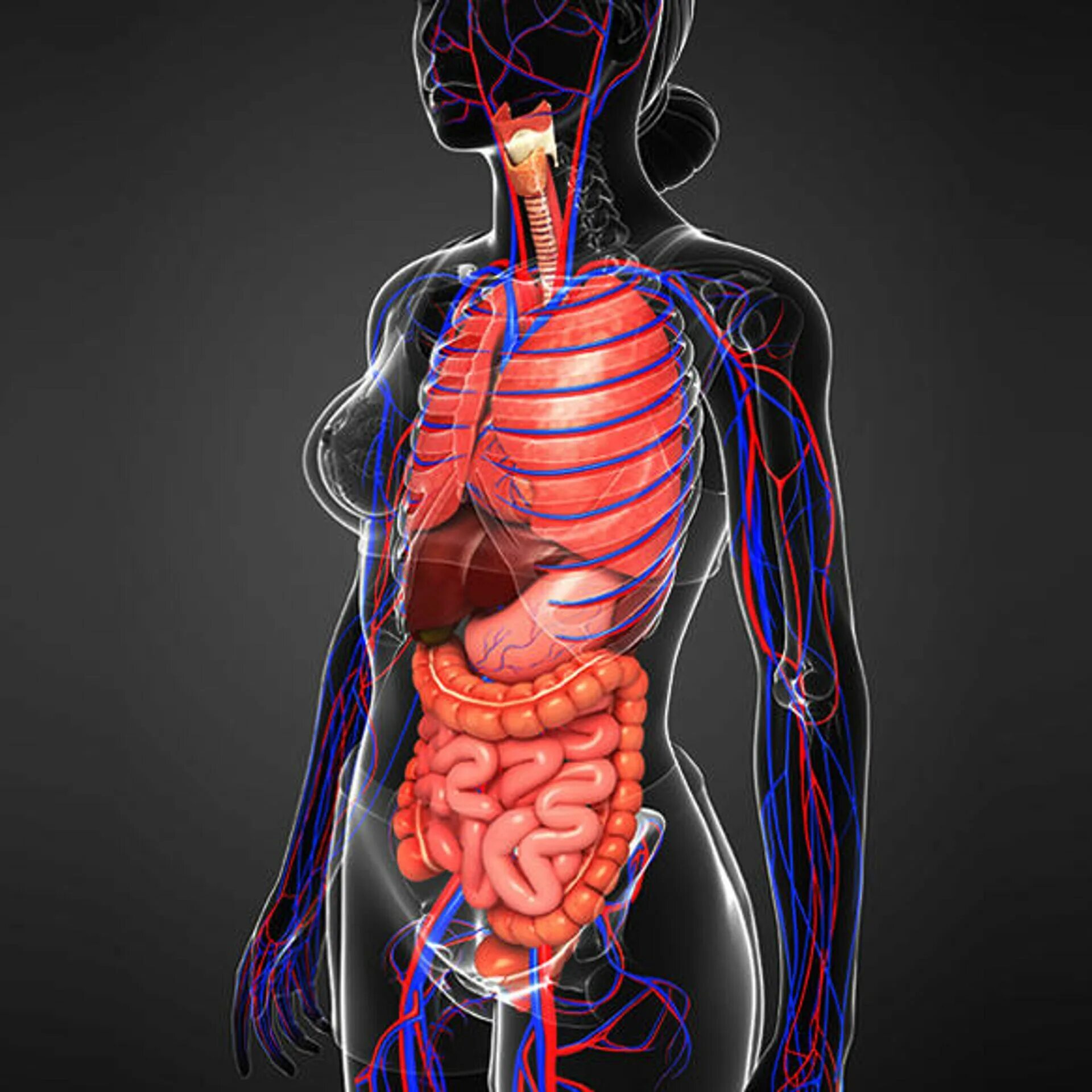 Внутренние органы фото. Анатомия человека внутренние органы. Органы внутри человека. Анатомия органов женщины.