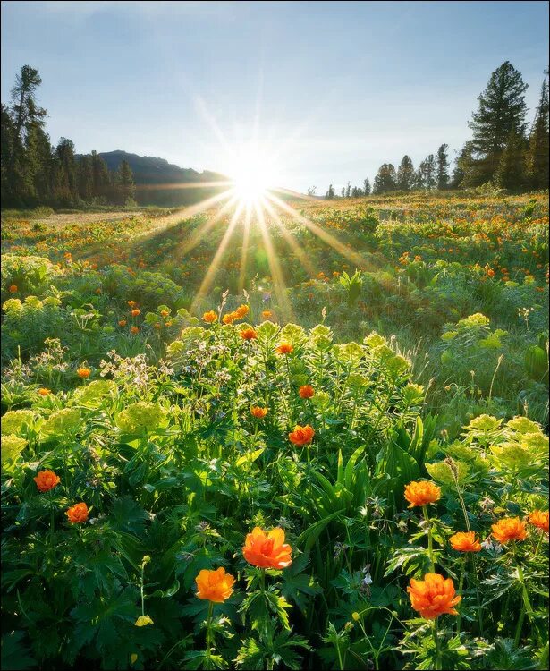 поляна с цветами и солнцем. лето полянка. поляна с цветами. поляна и небо. солнце луг небо.