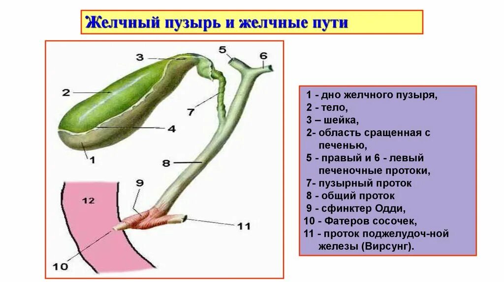 Желчный пузырь шейка тело