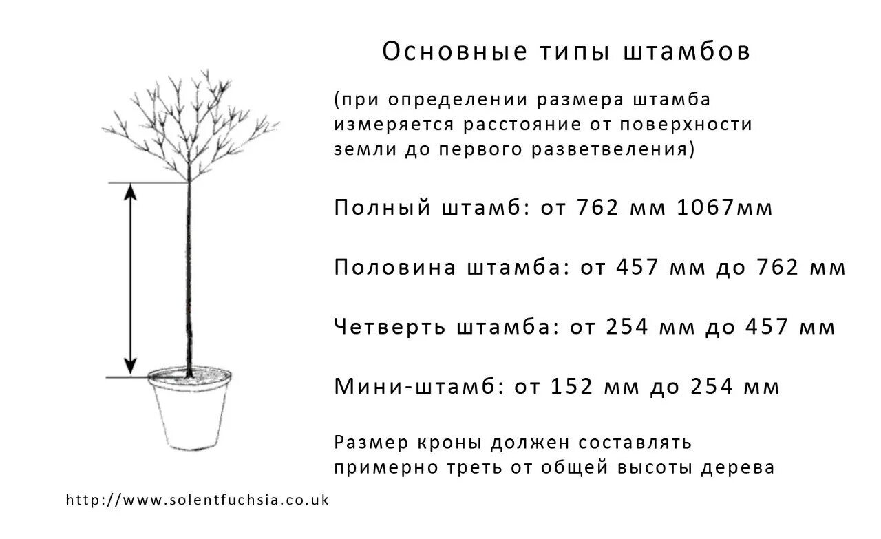 Почему не растешь в высоту. Высота штамба черешни. Формирование фуксии на штамбе. Штамб куста вишни. Формирование гортензии на штамбе схема.