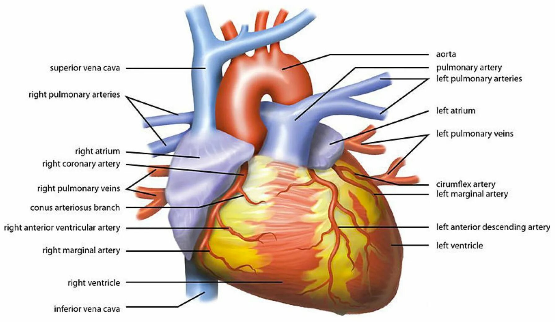 Сердце og. Conus Arteriosus сердца. Строение сердца человека. Строение сердца человека без подписей.