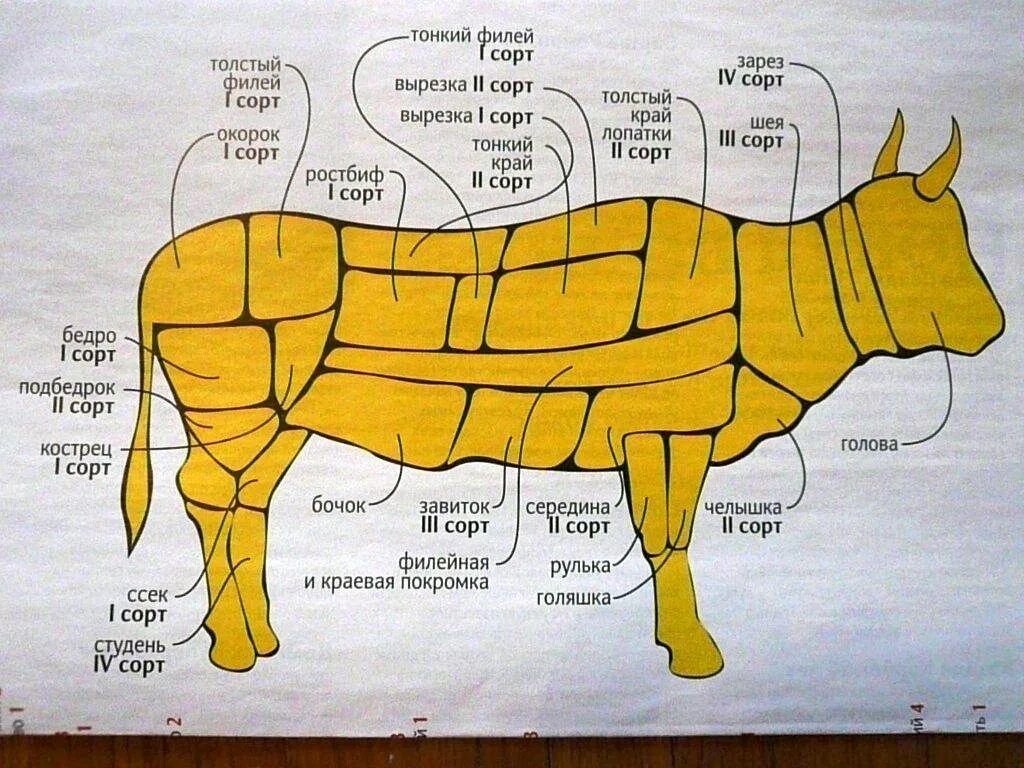Корова разделка туши схема. Схема разруба туши скота. Схема разделки крупного рогатого скота. Разделка говядины схема.