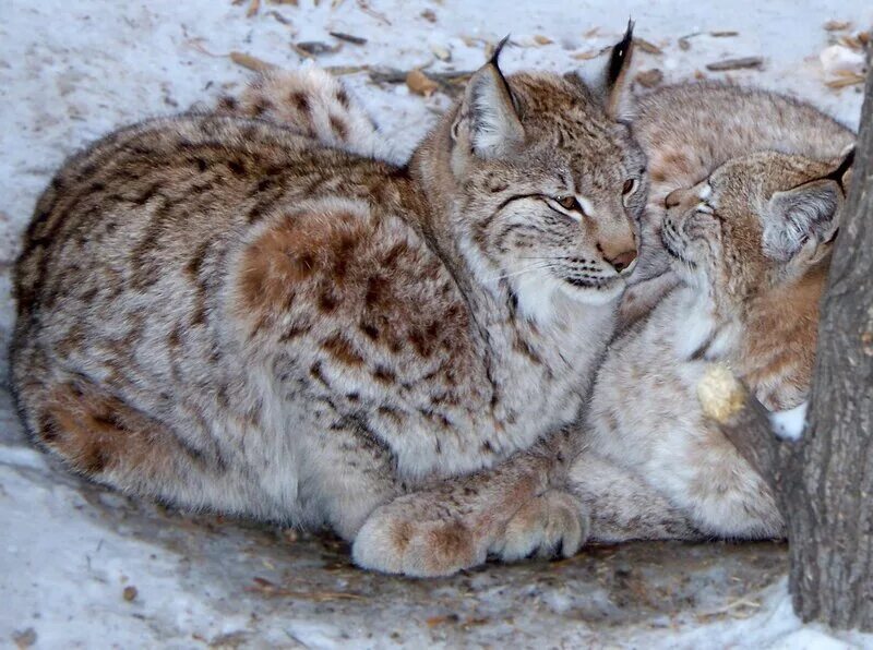 Ptas монета какой страны. рысь 1994. рысь 1994. рысь 1994. рысь 1994.