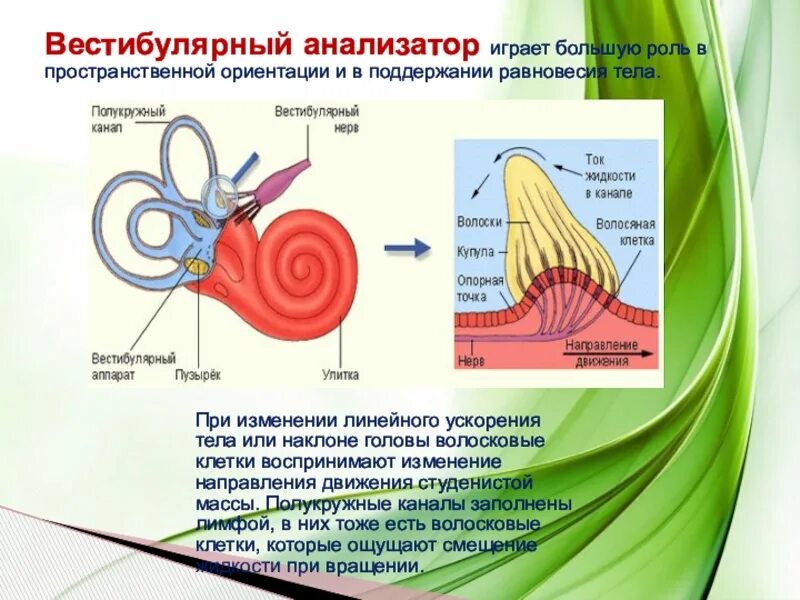 Функции полукружных каналов вестибулярного аппарата. Вестибулярный анализатор полукружные каналы. Строение анализатора вестибулярного аппарата. Маточка вестибулярного аппарата.