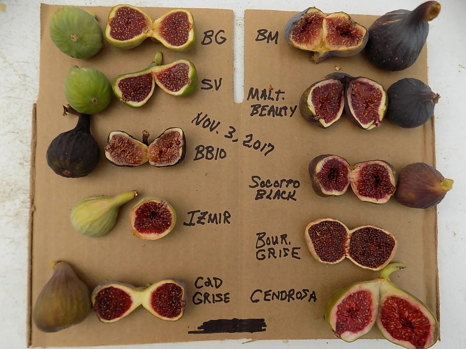 Fig update. Маркировка fig. барбарийская фиги. katarine fig. figs на русском.