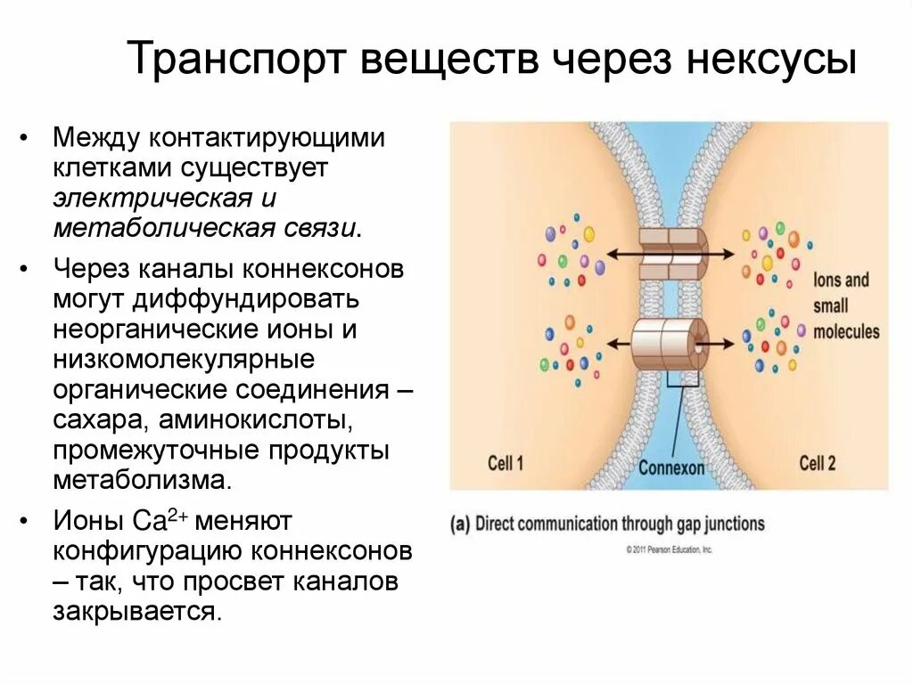 Между клетками есть. Межклеточные соединения (контакты). Строение межклеточных контактов. Схема строения межклеточных контактов. Связь между клетками.