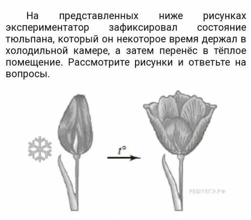 Знание какой области ботанической науки позволит изучить. Раскрытие бутона как называется процесс. Опыт с тюльпаном. Общие свойства организмов которое демонстрирует этот опыт. Как называется данный процесс тюльпан.