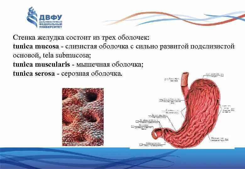 Стенка желудка состоит из оболочек. Мышечная оболочка желудка. Серозная оболочка желудка. Серозная стенка желудка. Слизистая оболочка желудка содержит