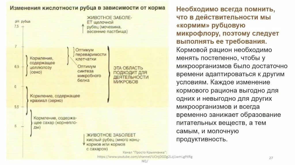 Рубцовые бактерии. Кислотность рубца в зависимости от корма. Строение рубца жвачных. Исследование содержимого рубца.