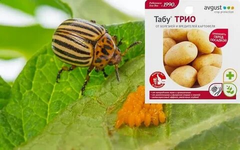 Табу трио инструкция по применению