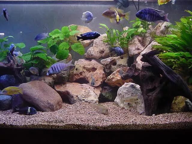Best Cichlid Tank Setup - Bing Images Aquarium fish, Amazing aquariums, Fish tan