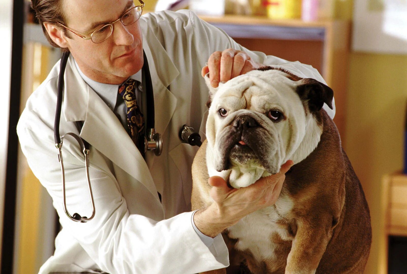Обследование собак. Ветеринар. Собака медик. Доктор животных. Ветеринар картинки.